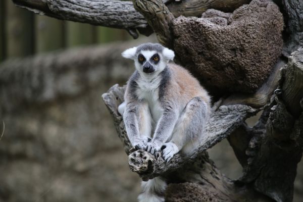 Lemur thumbnail