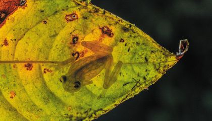 The Andes’ Translucent Glass Frogs Need to Be Seen to Be Saved