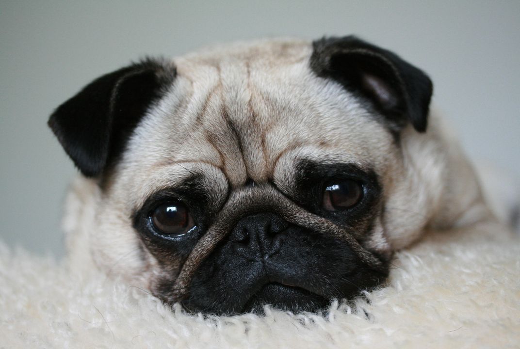 Excessive Vitamin D in Pet Food May Be Making Dogs Sick Smart