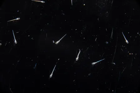 The researchers tracked eye and body movements of larval zebrafish.