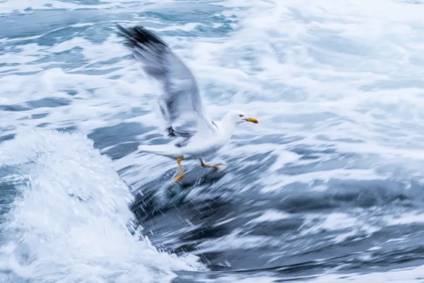 The Melody of the Sea: Seagull in Eternal Motion thumbnail