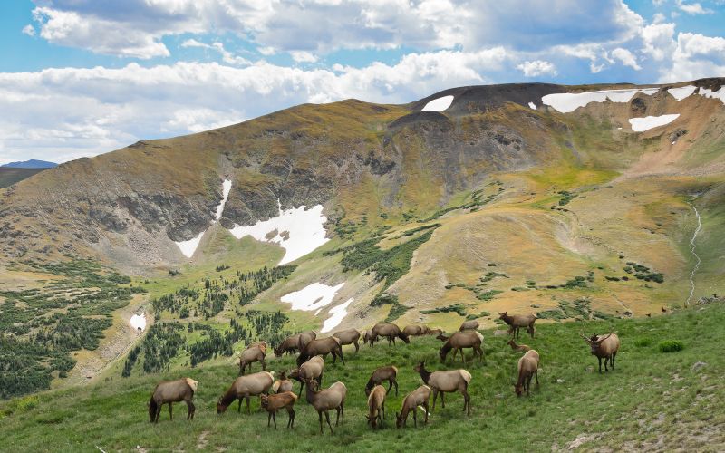 The Best National Parks For Wildlife Spotting
