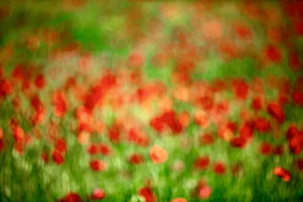 Poppies thumbnail