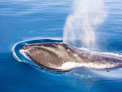 A bowhead whale breaches