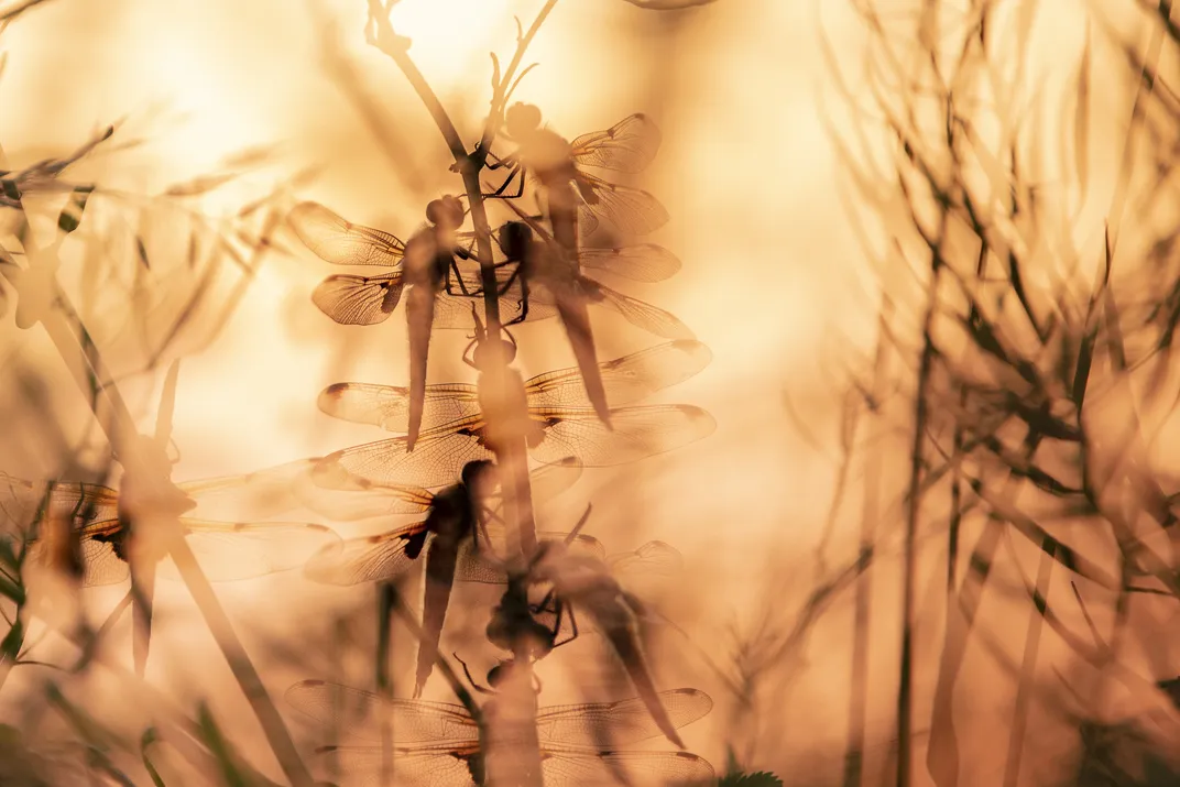 six dragonflies clinging to the side of a reed-like plant appear blurred amid a fuzzy scene bathed in orange morning light