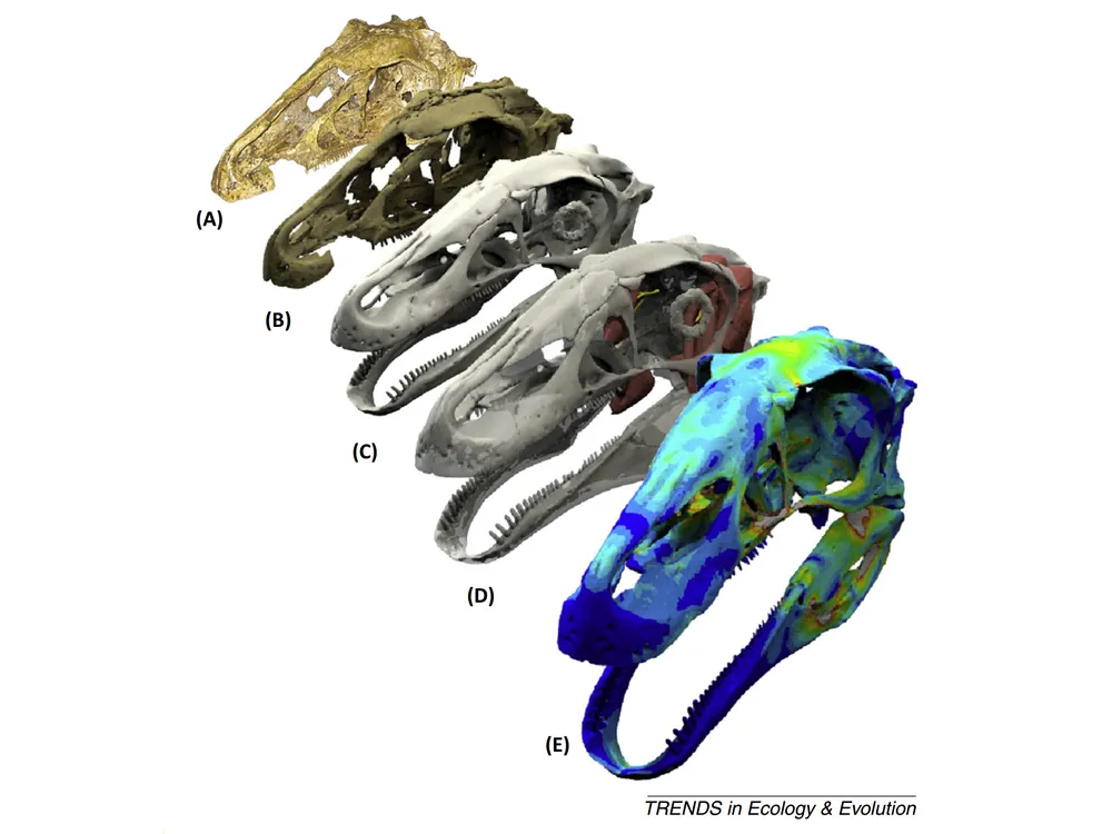 Erlikosaurus andrewsi skull restoration and reconstruction.jpg