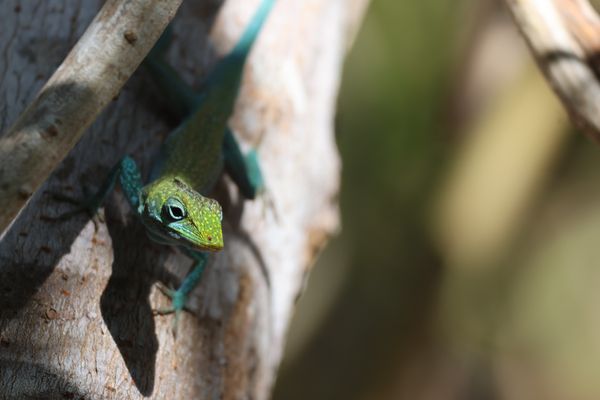 I'm Blue - Cayman Island Anole thumbnail