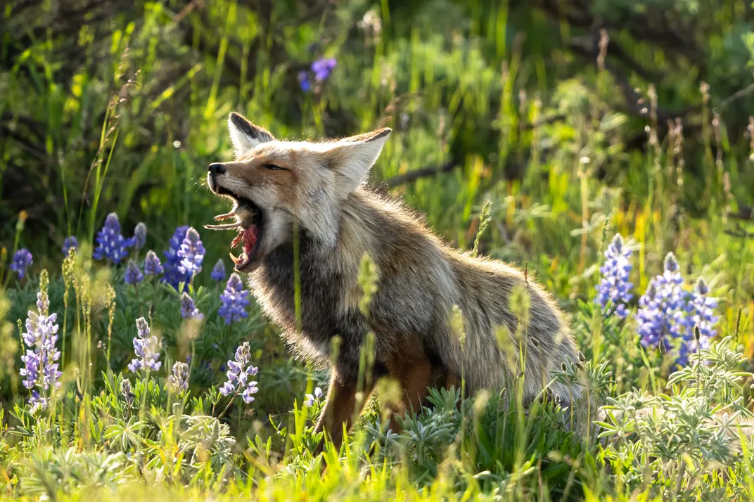 A fox enjoys the snack, devouring a rodent as wildlife runs free at Grand Teton National Park