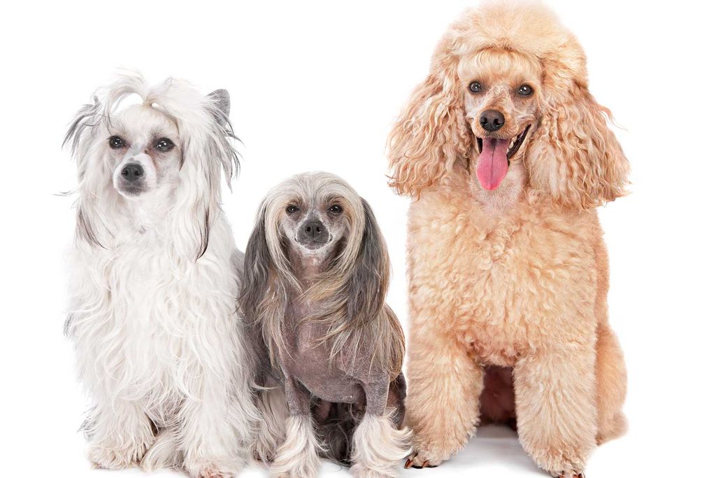 Three dogs sit at attention