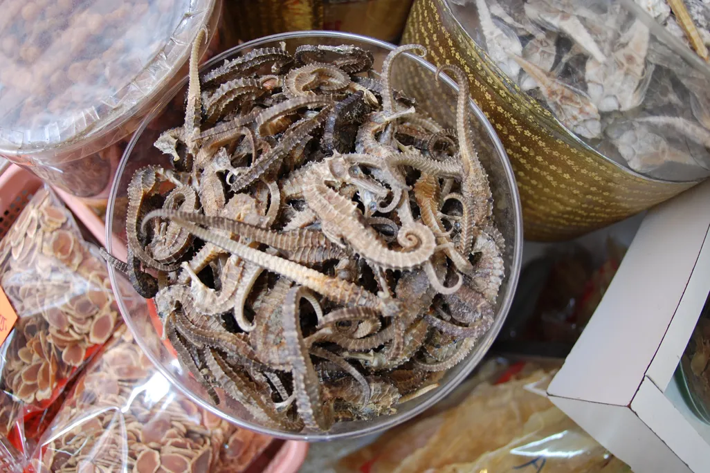 Dried sea horses in container