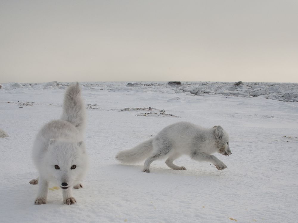 Arctic Fox, Online Learning Center