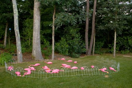 Dead Flamingos, 2009, Massachusetts.