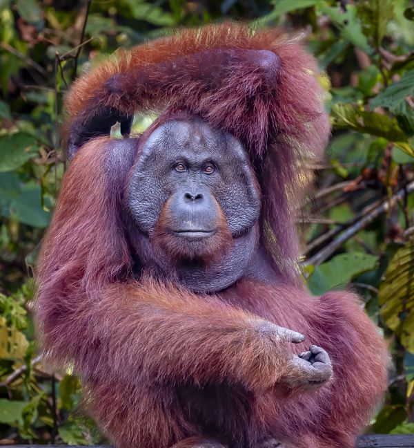 A young male Orangutan thumbnail