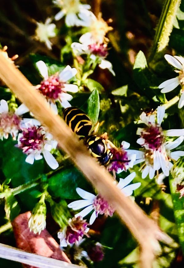 A bee in the Bedford Springs PA forrest thumbnail