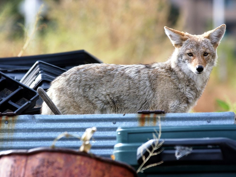 An urban coyote in Denver 