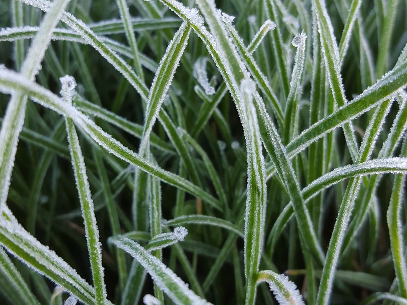The Last Frost Smithsonian Photo Contest Smithsonian Magazine