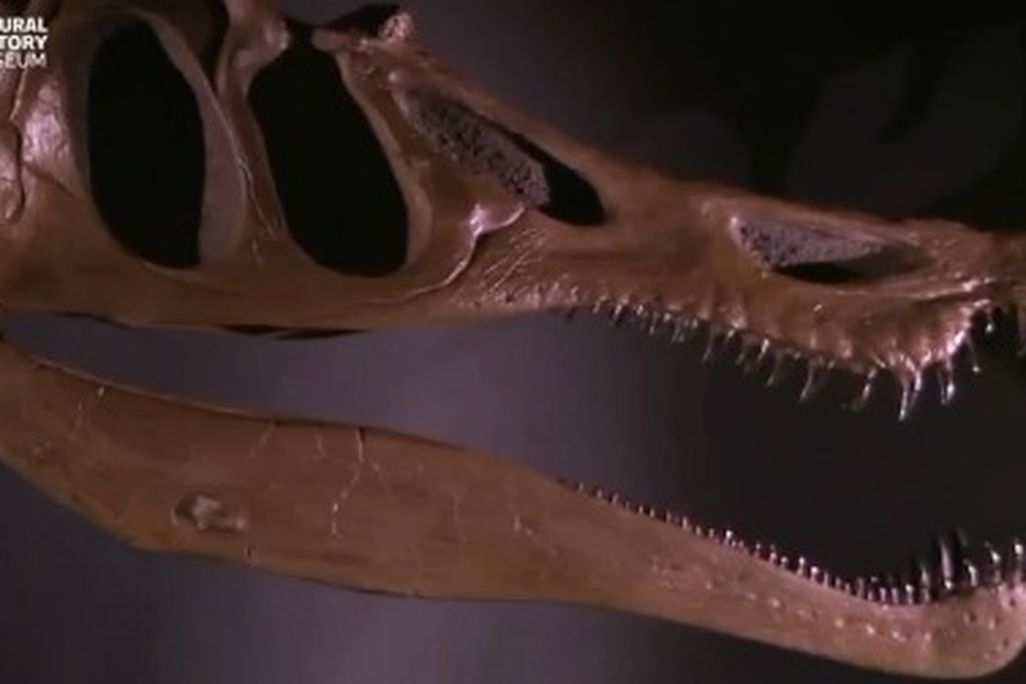 20111020010013baryonyx-skull-thumb.jpg