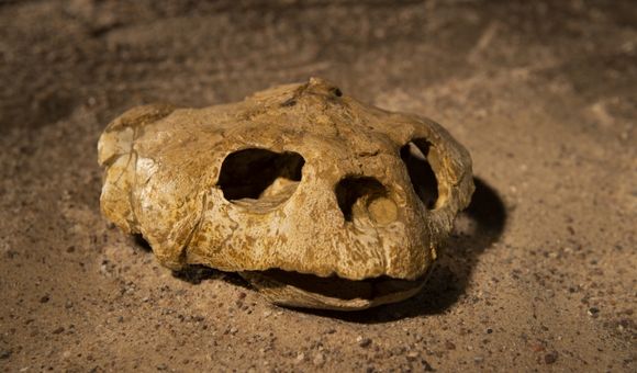 A fossil sea turtle skull excavated from Angola’s coastal cliffs. A cast of this fossil will be featured in “Sea Monsters Unearthed,” opening November 9 at the Smithsonian's National Museum of Natural History. (Hillsman S. Jackson, Southern Methodist University)