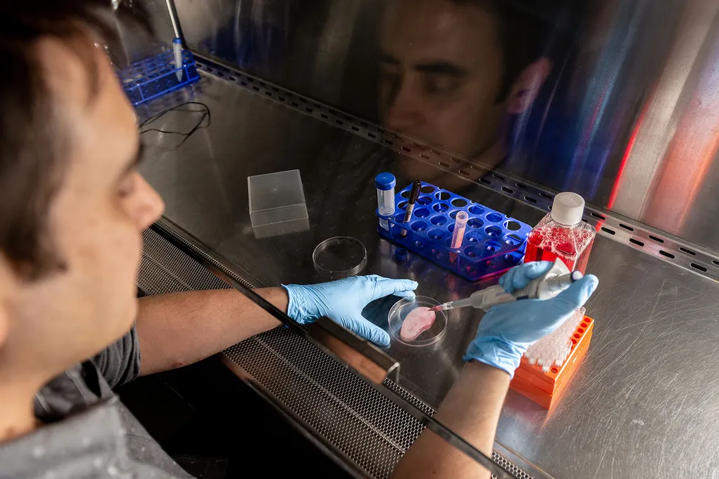 Scientist Growing Tissue In Shape of Ear Using Apple Scaffold