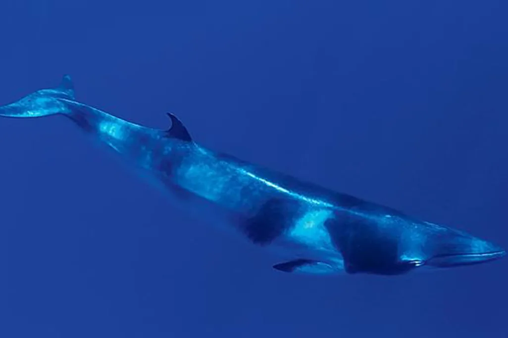 Dwarf Minke Whale