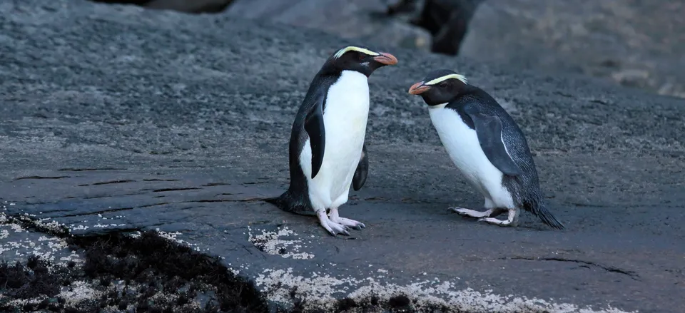  The Fiordland crested penguin 