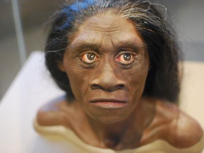 An artist's reconstruction of what the hobbit may have looked like housed in Smithsonian's National Museum of Natural History.