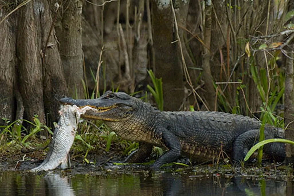 Alligator hunting