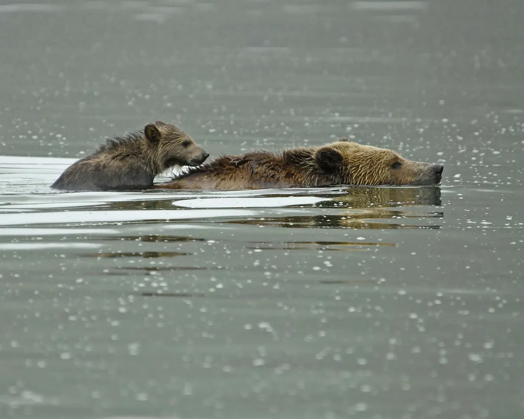 A bear cub sits on its mother's back in a lake