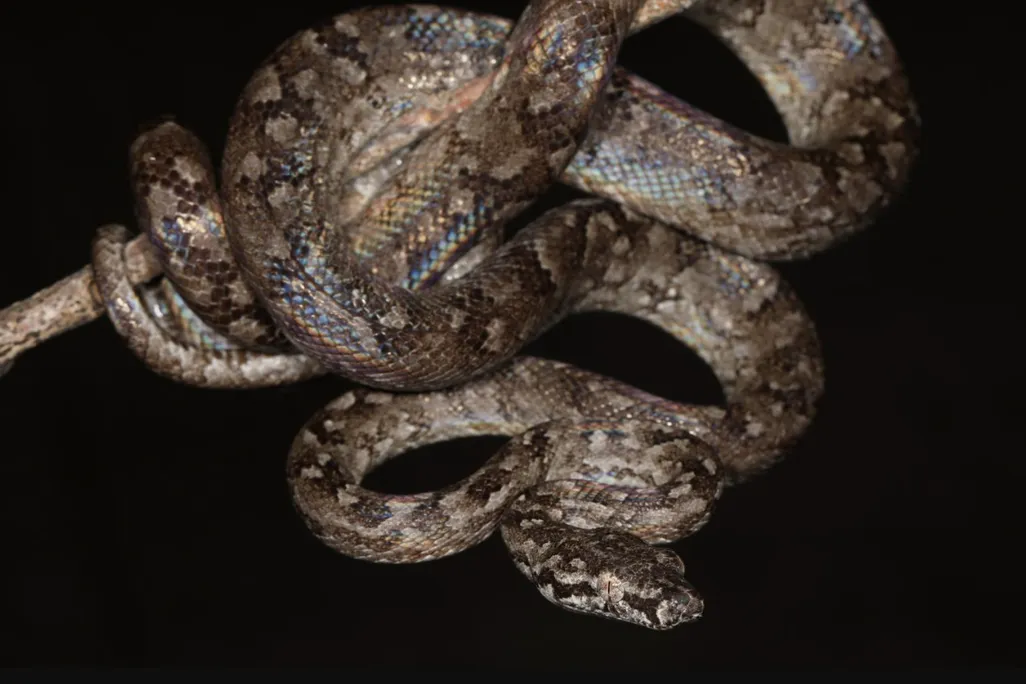 A boa clings to a tree branch