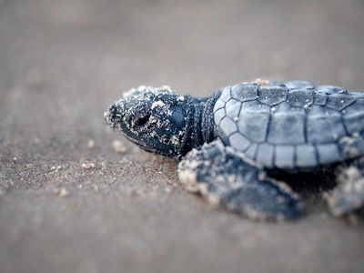 A hatchling Kemp&#39;s ridley sea turtle