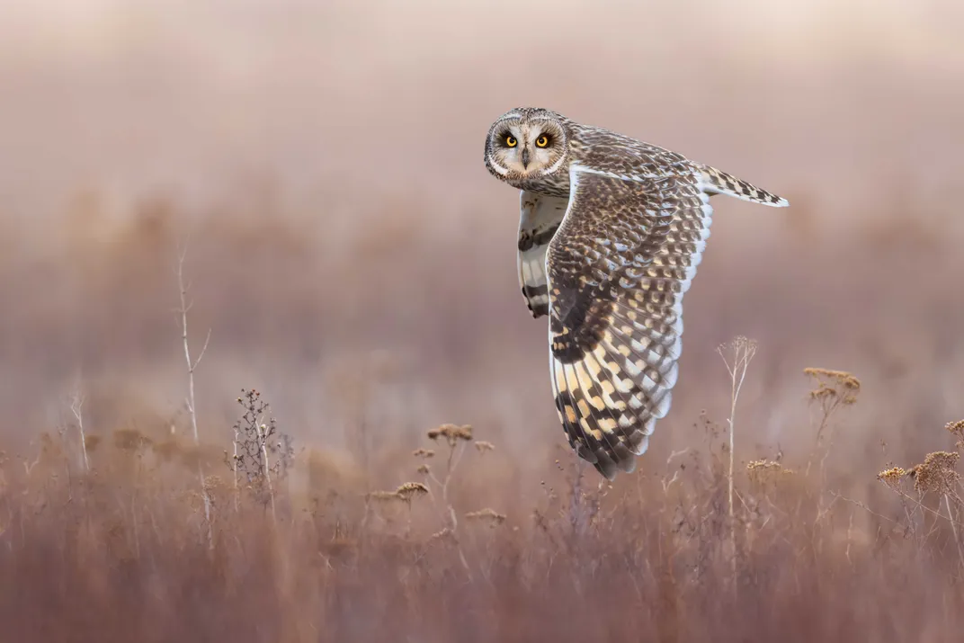 an owl flies to the left over a brown field, looking at the camera