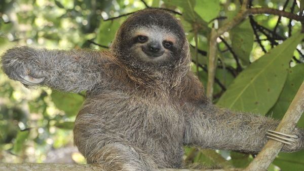 Preview thumbnail for SmartNews: Suicidal Sloths?