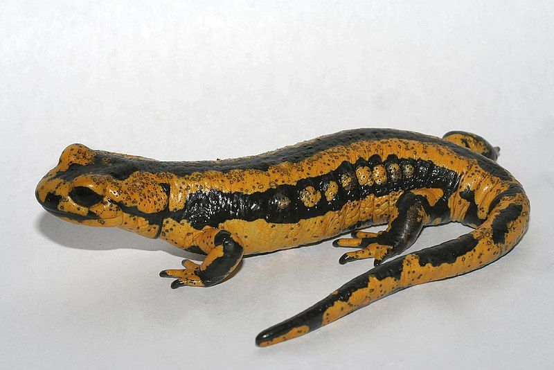 How American Scientists Are Planning to Thwart a Salamander Apocalypse 