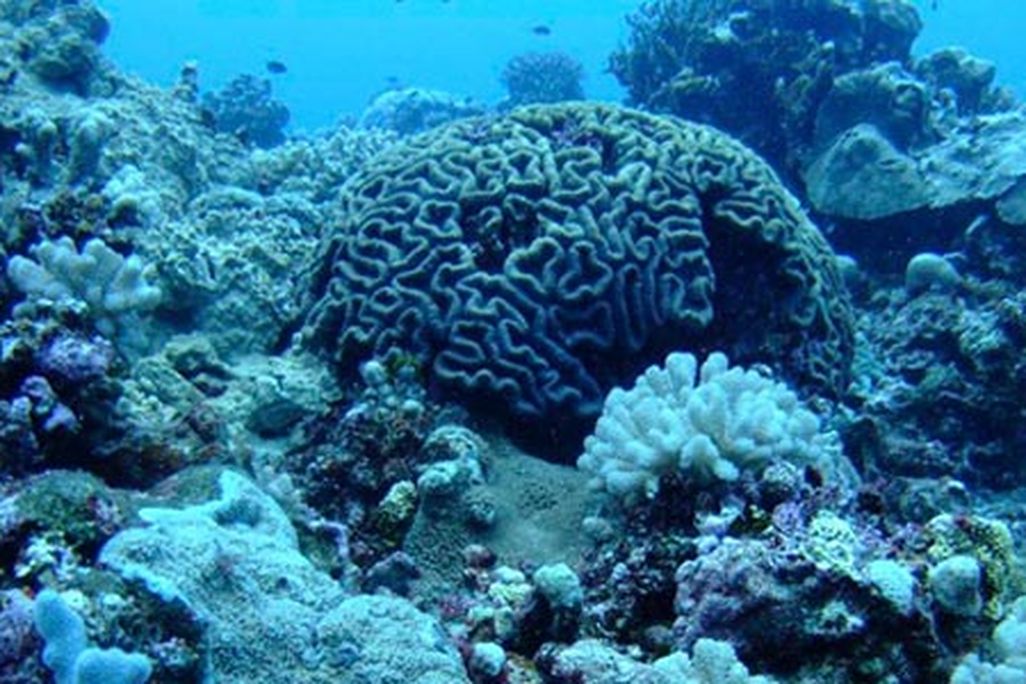Coral and benthic communities at Maug Island