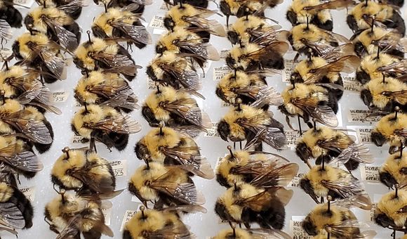 These bumblebees were part of a mass digitization project at the Smithsonian’s National Museum of Natural History. Pinned underneath each bee is important information about where the bees were collected, when and by whom. (Margaret Osborne, Smithsonian Institution)