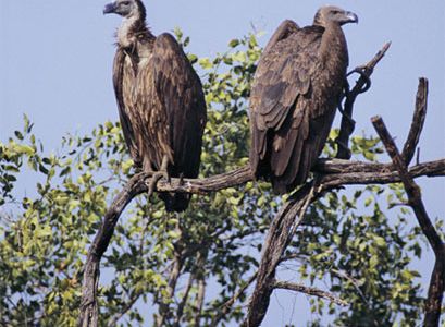 In the past decade or so, over 95 percent of India's vultures have died.