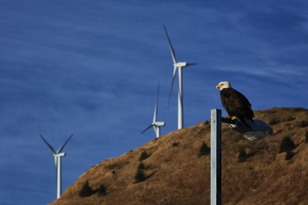 Eagle in front of wind turbines