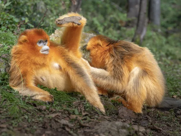 Organize hair thumbnail