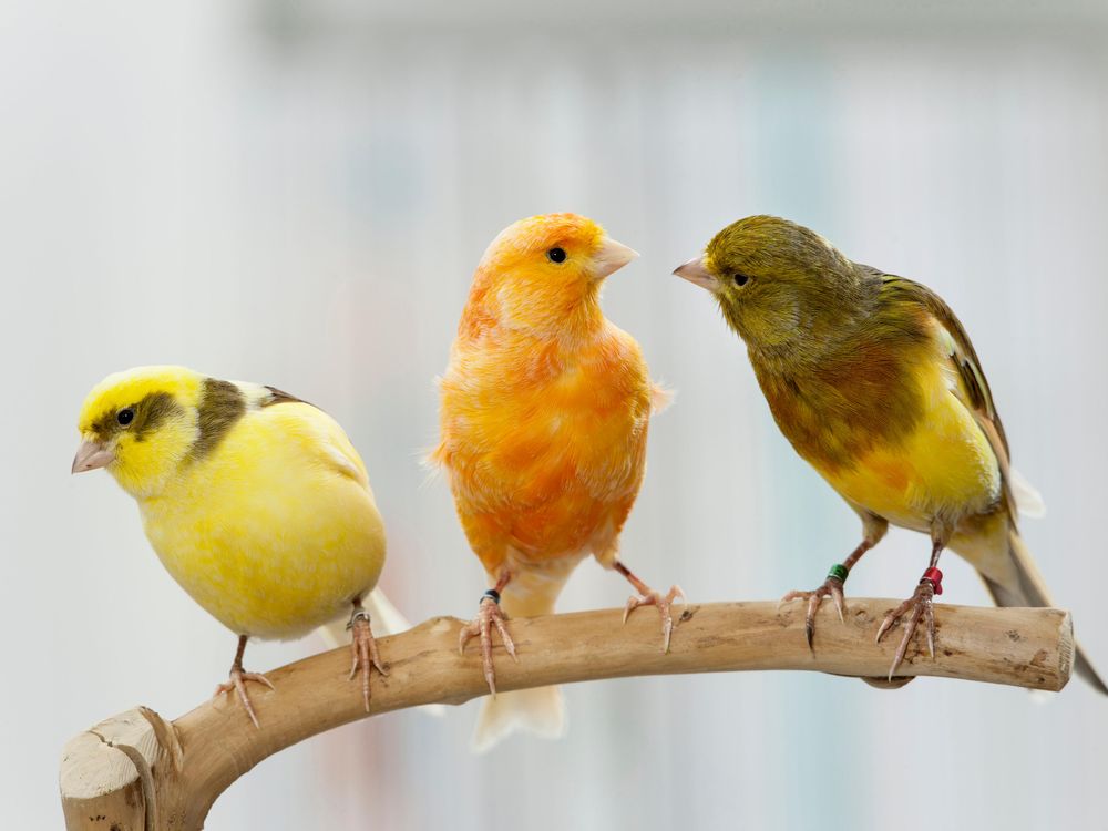 What We Can Learn From a New Bird Tree of Life