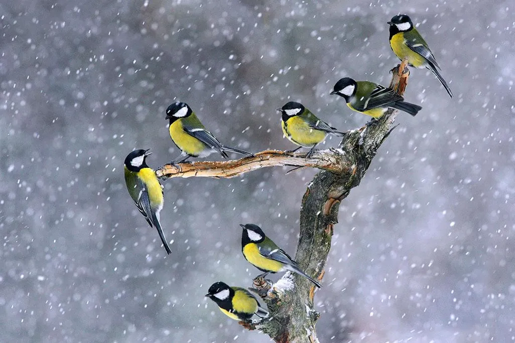 Great tits, Poland