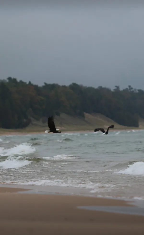 Eagles at the Creek’s Edge thumbnail