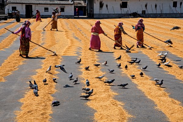 Sunlit Rhythms: The Art of Drying Paddy thumbnail