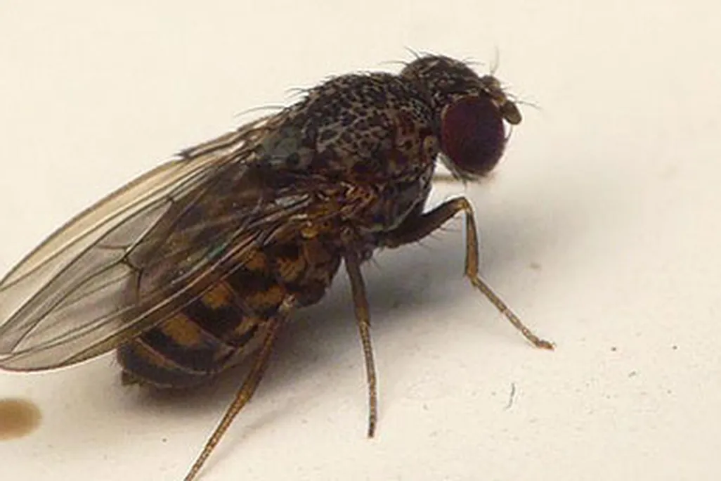 A fruit fly