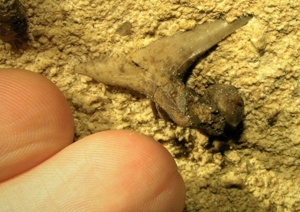 Shark tooth in Mammoth Cave 