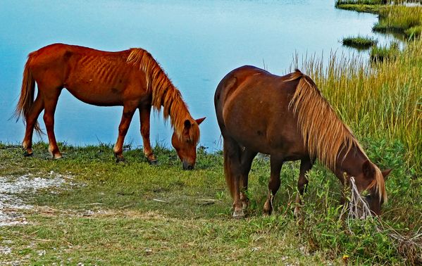 Ponies Grazing by the Ocean thumbnail