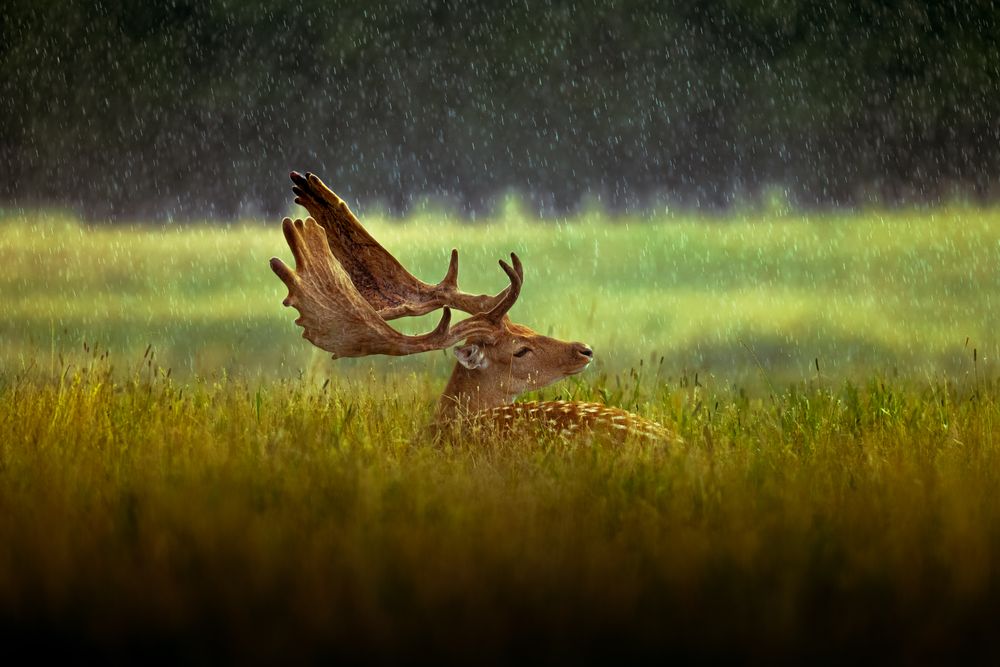 He sits through the weather and lets it do the talking. Drops stitch the meadow together; time slows to a steady hush.