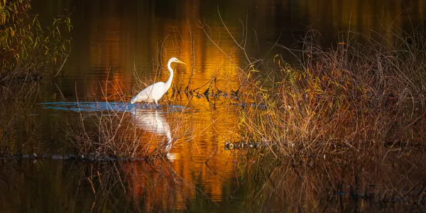 Golden Egret thumbnail