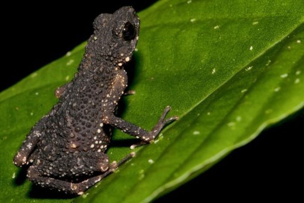 Precious Stream Toad