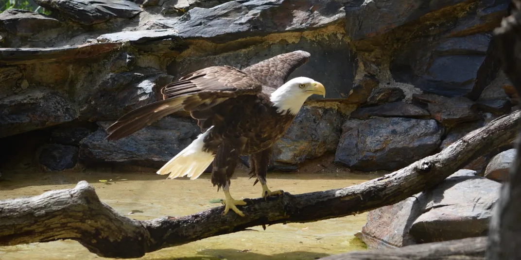 Female bald eagle, Annie, stands on a fallen branch across some shallow water. Her wings are spread.