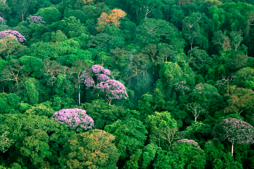 Jungle